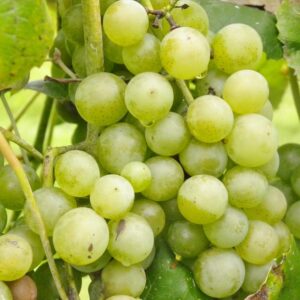 Niagara Grapes